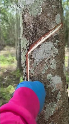 Rubber Tree Tapping Process Explained!#shortvideo #shorts #short