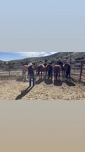 Craig Cameron catching his Mount at the H5 ranch in Red Rock, New Mexico | Cameron Horsemanship