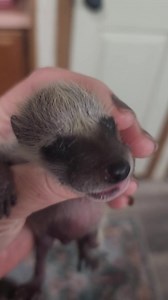 33K views · 3K reactions | The new neonate raccoon. Meet Frank | Little Bit Wildlife Rescue | Facebook