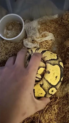 ✨ Firefly Orange Dream Chocolate Ball Python — Fresh Shed Glow! 🐍🔥