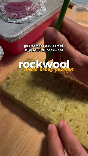 Rockwoll siap pake gak perlu iris2 tinggal diletakkan biji di dalamnya✅🥬 Tips semai biji pakai rockwool: ✨ pastikan rockwool selalu lembab supaya biji cepat sprout 🌸 tutup dan simpan semaian di tempat gelap (ditaruh dalam kresek hitam boleh), supaya hormon auksinnya aktif 100% ✨ saat semaian udah bertunas, segera papar sinar matahari supaya nggak etiolasi/ tunggi kiris, eh tinggi kurus maksudnya hehe Met berkebun sobatt sobatt online semua🩵 ohya biji yg mudah tumbuh tuh bisa dicoba sawi sawia