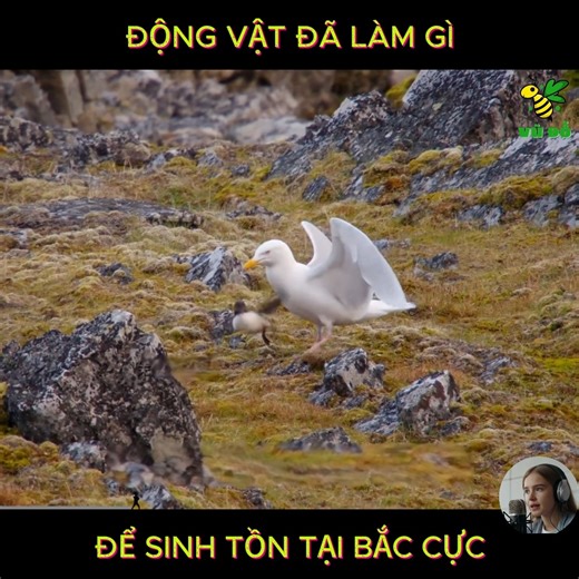 Động vật hài hước và hành trình sinh tồn tại Bắc Cực #thegioidongvat #giaitri #vuinhon #haihuoc | Khu Rừng Bất Ổn