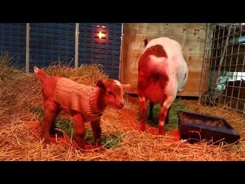 Nigerian Dwarf Goat Giving Birth - Holly's First Kidding