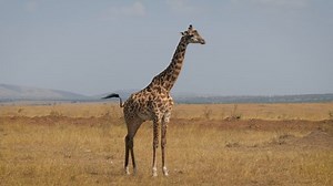 Portrait Wild Giraffe Looking Into Camera Stock Footage Video (100% Royalty-free) 1090193835 | Shutterstock
