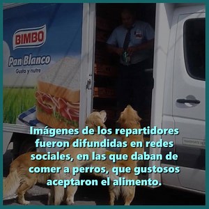 10K views · 285 reactions | Repartidores de Grupo Bimbo y Barcel Mexico fueron captados en un acto de caridad dando de comer a perros con hambre... ¡más trabajadores así!  | 01800Consumidor | Facebook