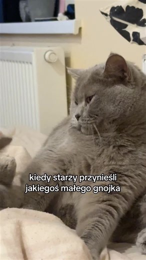 Dalej nie do końca przekonana... #catlover #cattok #dc #britishlonghair #britishshorthair