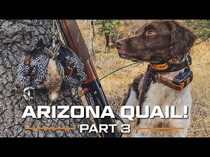 ARIZONA Quail! Part 3