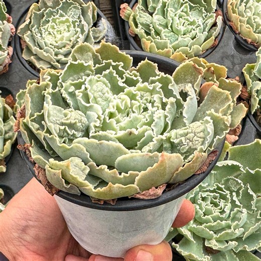 Echeveria Shaviana Pink Frills - Live Succulent - Etsy