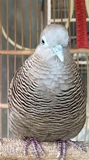 Local turtle doves have a crystal clear topcer sound for bait that responds immediately