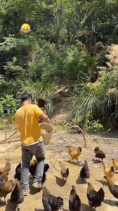 Supplementing what the flock forages with real poultry feed is always a wise choice. Chickens absolutely adore a well-balanced ration! ❤️ #poultry #farmer #farming | Poultrycare.ng