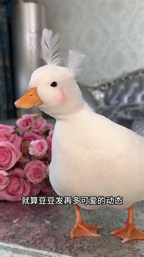 It's okay. Doudou knows that not everyone will like me. Cole Duck Duck Pet. Cutting Cole Duck Go