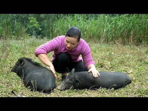 FULL VIDEO: 30 Days Build farm animals pigs, ducks and gardening