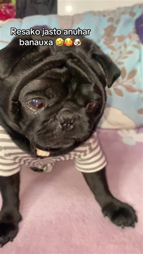 Yesto xa training sakesi mero matlab nai xaiena 🤣🤣🤣 tespaxi chai aama ko puchar🤣❤️🫣🥰🐶 #everyone #love #goviral #fypシ #foryoupage❤️❤️