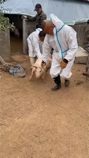 Amazing Catch Pig into the Truck 🐖🚚 #amazing #catch #pig #truck #viral #short #animal #rurallife
