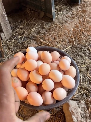 The Joy of Raising Hens on a Hen Farm