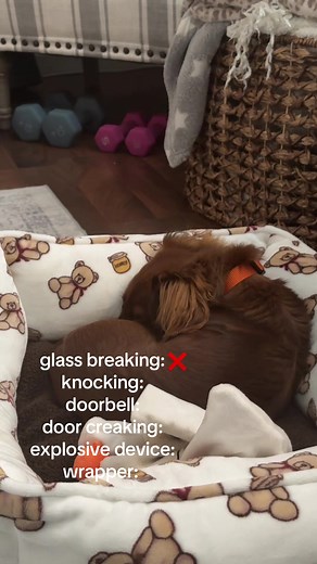 Adorable Mini Dachshund Puppy Fun