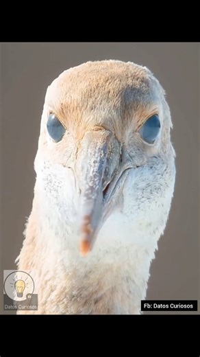 GRULLAS🧐💃🕺 #supervivencia #documental #vidasalvaje #mundoanimal #Impresionante #ciclo #vida #grulla | Datos Curiosos