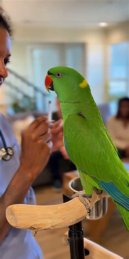 Parrot vs Vet: “Use the Needle on YOU!” 😂🐦 #funny #parrots #parrot #talkingparot #funnyanimals