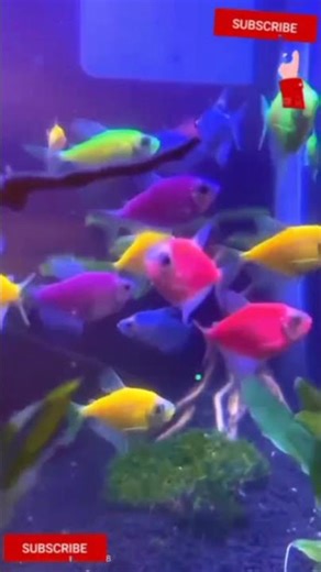 glow tetra fish /tetra fish tank setup