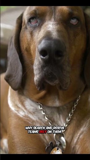Bloodhounds_ Unstoppable Scent Tracking Masters