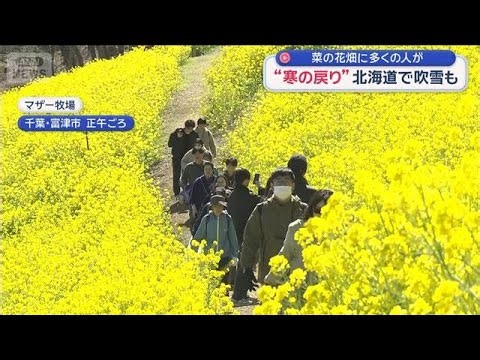 “寒の戻り”北海道で吹雪も 菜の花畑に多くの人が【スーパーJチャンネル】(2026年3月8日)