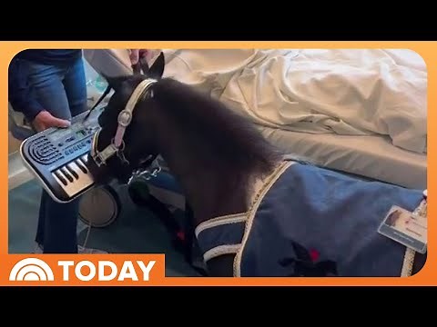 See Miniature Horse Play Piano to Wake Kids From Anesthesia!