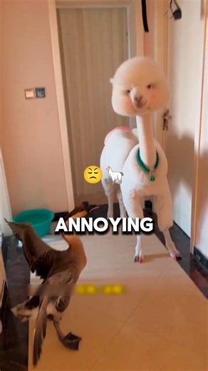 Angry Goose vs Calm Alpaca
