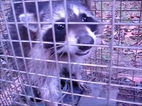 Growling mad raccoon in the cage!