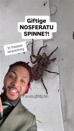 Wie gefährlich ist die neue Spinne in Deutschland die Nosferatu Spinne. #spinne #wissen #deutschland