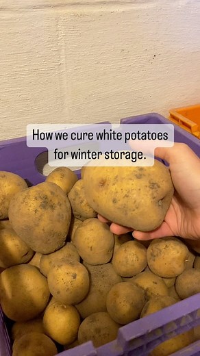 Michelle Knox on Instagram: "White potatoes are our number one staple crop! The curing process for white potatoes is simple. Lay them out in a single layer in a dark, protected room. You do not want your potatoes to be exposed to wind, sun, or rain. The ideal temperature for curing is 60°-70°F. Leave your potatoes to cure for two weeks. This process will heal any nicks and thicken the potato skins. The ideal temp for storing potatoes after they are cured is 36°–40°F (although you do not have to 