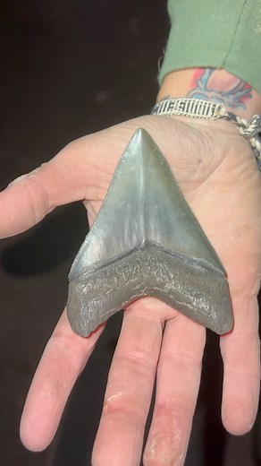 2.4K views · 42 reactions | A very solid night of shark tooth hunting! First Meg is Cody’s and second is MLB pitcher Devin Smeltzer’s ..#SHRKco #LinkInBio #Megalodon #sharks #sharktooth #ancient #fossils #florida #wildlife | SHRKco | Facebook