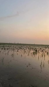 Buen dia🌄🚀 📽 pintailhuntingclub #tealhunting #duckseason #matale #tealduck #ducks #hunt #hunting #duckhuntingg | Duckhuntingg