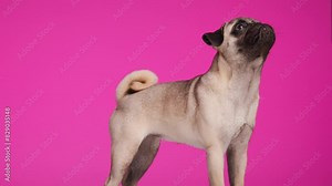 side view video of cute little pug dog standing, sticking out tongue and licking nose while being greedy and looking up for food on pink background