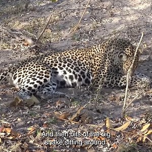Leopard Devours Double Python Meal | Mano Firme | Facebook