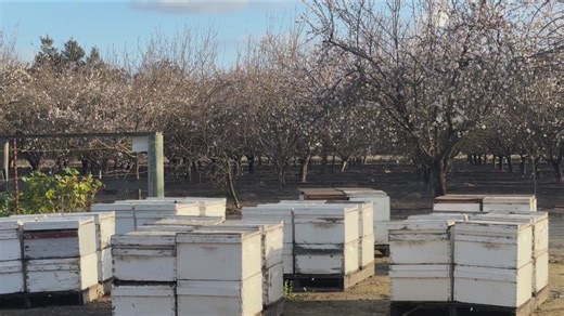‘Tightly-knit’: 172 stolen beehives recovered in Yolo County thanks to community effort