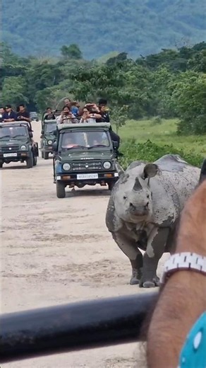 Rhino on the Road | kaziranga