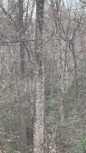 Mechanicsville, MD Engine Tanker 24 responding to Brush Fire #gogetembrothers #fyp