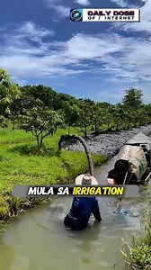 Epektibong organic weed control #fblifestyle | Wesley Denmark Fernandez Abbas