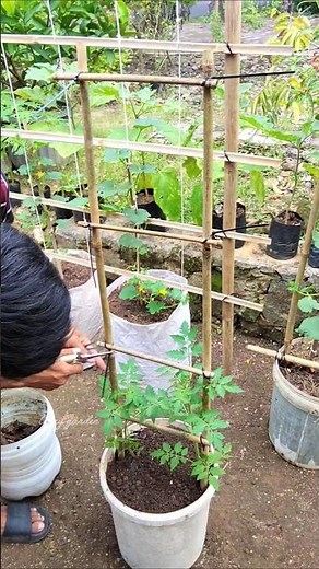 “DIY Bamboo Tomato Trellis 🌱 Easy & Strong! #gardening #diygarden #growyourownfood #gardenhack