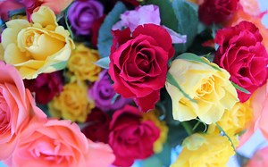 Discover 15 Different Colors Of Roses (and What Each Means)