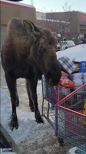 Hungry moose goes grocery shopping in woman’s cart outside of store #Shorts