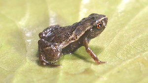 世界上最小的陆地脊椎动物—巴西跳蚤蟾蜍（Brachycephalus pulex）