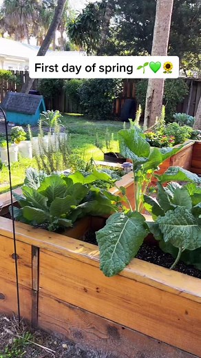 Spring Gardening Tips for Beginners