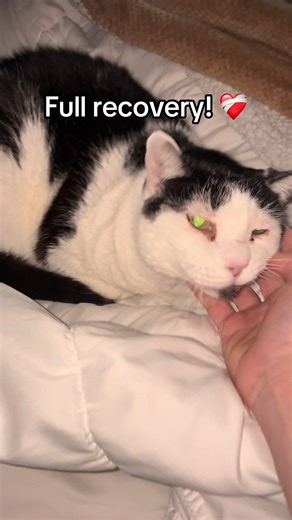 Happy to report that Cooper has made a full recovery and it doing great! #recovery #rescuecat #cowcat