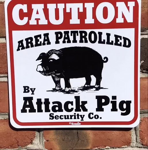 #run #fyp #foryou #foryourpage #pig #piggy #pigsoftiktok #pet #pets