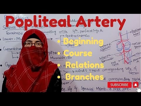 Popliteal ArteryI Beginning |Course | Relations| Branches|Lower limb anatomy @ayeshamedicaleducation