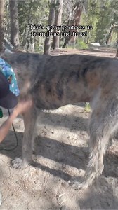 1.7M views · 574 reactions | ✔️ As seen on Shark Tank ✔️ LAB PROVEN ✔️ Kills & repels fleas, ticks, & mosquitoes ✔️ Plant-powered & cruelty free ✔️ 4 fresh scents & no artificial fragrance | Wondercide | Facebook