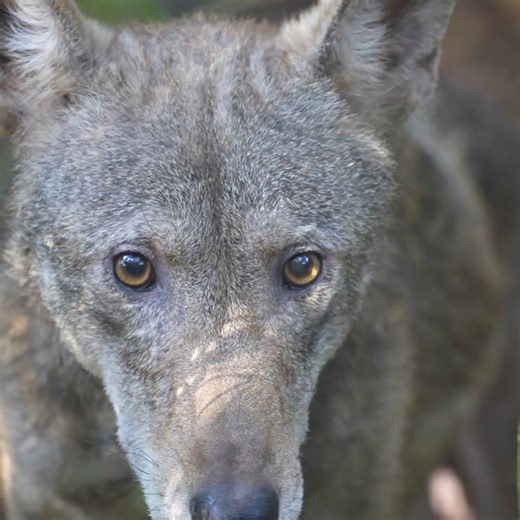 66K views · 7.1K reactions | Every Red Wolf is essential to their family, their ecosystems, and us. We must work to save them. https://nywolf.org/ | Wolf Conservation Center | Facebook
