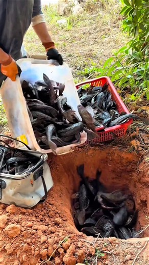 Why Are These Fish Being Thrown Into The Pit? #shorts