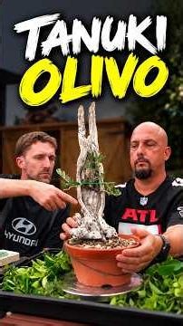 Olive tree tanuki